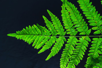 fern leaves