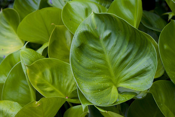 Green leaf in garden.