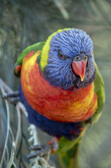rainbow lorikeet