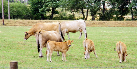 troupeau de vaches et veaux  limousines dans un pr&eacute; 