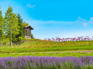 Fototapeta na wymiar Lavender field in Hokkaido