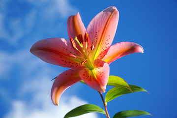 blooming pink fresh lily against blue sky