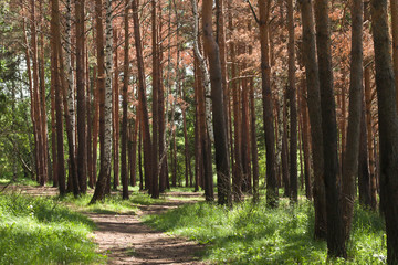Obraz premium Pine forest