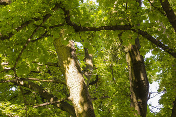 Fototapeta premium Green leaves of maple on a tree.
