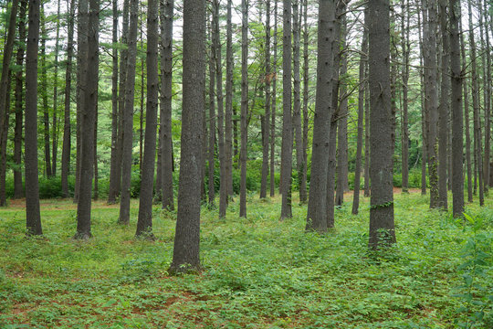 Fototapeta green forest and tree trunks in summer