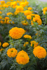 marigold flower bloom