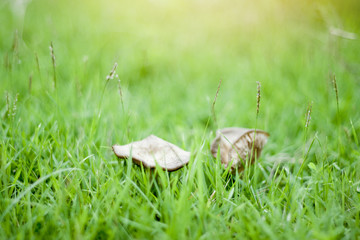 Mushroom on green grass
