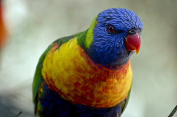 rainbow lorikeet