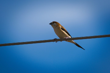 Small cute robin relaxing on an electric pole wire.