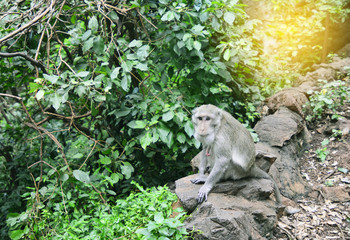 Naklejka na ściany i meble Monkey on the green tree background