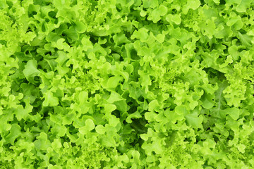 Fototapeta na wymiar Green fresh vegetables or Fresh lettuce salad leaves - Background Texture