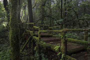 Naklejka premium Ang Ka Luang Nature Trail at Doi Inthanon National Park, Chiang Mai, Thailand