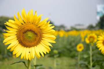 Beautiful yellow sunflower in the farm background