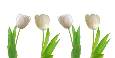 Four white tulips