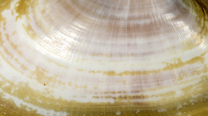 Abstraction background, shell