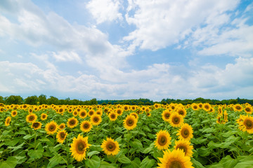 Obraz premium ヒマワリの景色