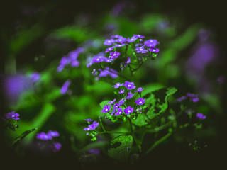 Obraz na płótnie Canvas beautiful purple flowers backgroung