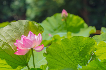 Obraz na płótnie Canvas The Lotus Flower.Background is the lotus leaf and lotus bud and tree.Shooting location is Yokohama, Kanagawa Prefecture Japan.
