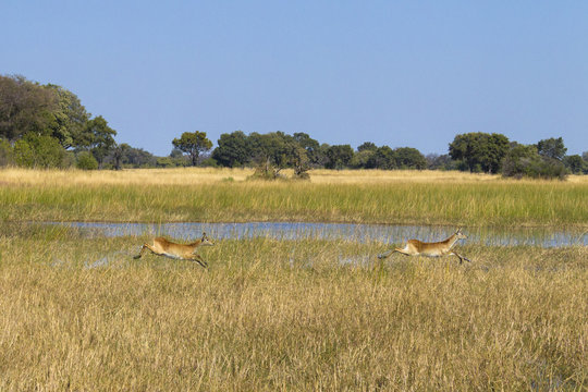 Red lechwes running. Okavango Delta, Botswana