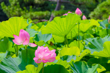 The Lotus Flower.Background is the lotus leaf and lotus bud  and lotus flower and tree.Shooting location is Yokohama, Kanagawa Prefecture Japan.