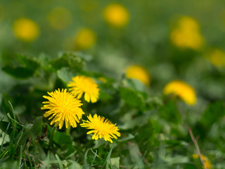  flowes dendelion background
