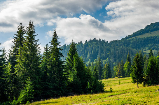 coniferous forest on a  mountain slope