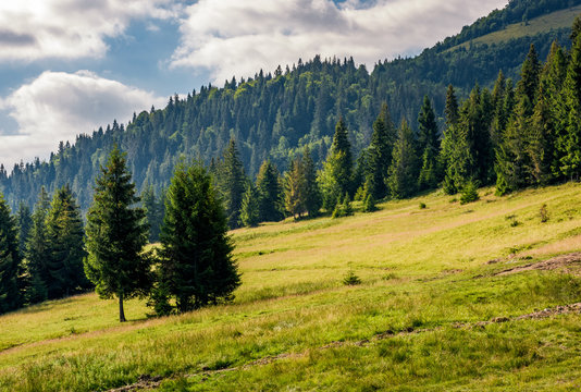 Fototapeta spruce forest on a mountain hill side