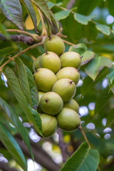 Green nuts on a tree. A lot of nuts on a tree, nature