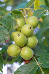 Green nuts on a tree. A lot of nuts on a tree, nature