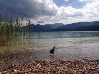 Wasservogel am See