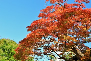 青空に映えるあざやかな