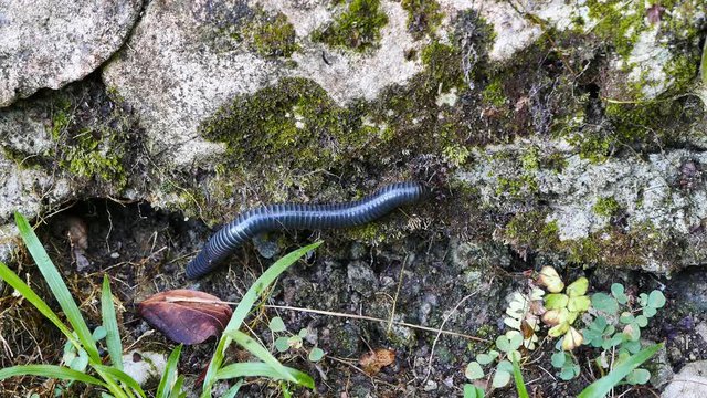 Close up (macro) shot of a millipede crawling on rocks, on the forest floor surrounding Lake Balanan. Presented as real time.
