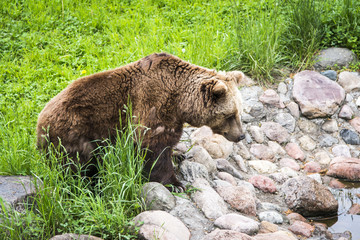 Brown bear Ursus arctos