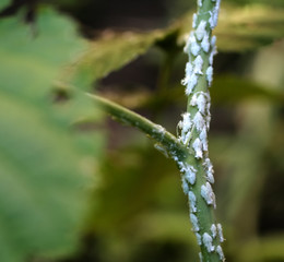 1238123 White insects on the plant