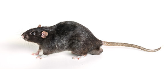 Animal gray rat close-up