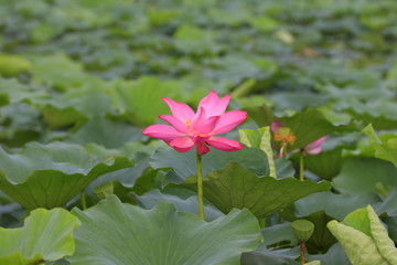 lotus
