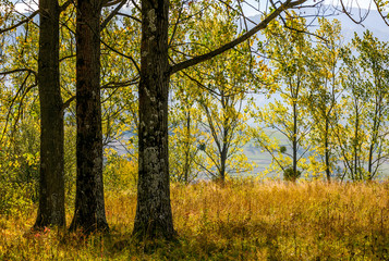 autumn forest in yellow foliage