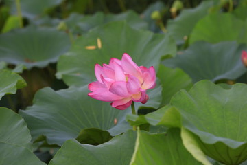 lotus