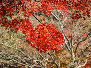 Landscape of Japanese garden at autumn