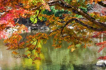 Landscape of Japanese garden at autumn