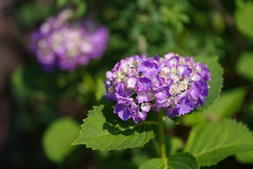 Hydrangea