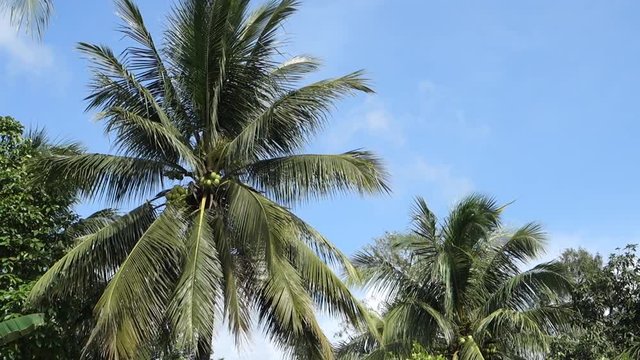 Coconut tree with beautiful sunshine and wind in blue sky