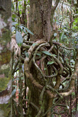 Tangled vines in rainforest