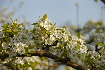 Pear flower