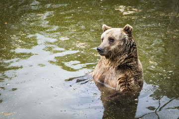 Brown bear Ursus arctos