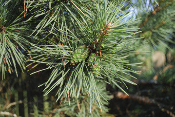 Green young cones on pine branch on sunny day.