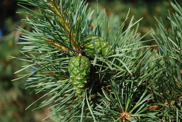 Naklejka na ściany i meble Green young cones on pine branch on sunny day.