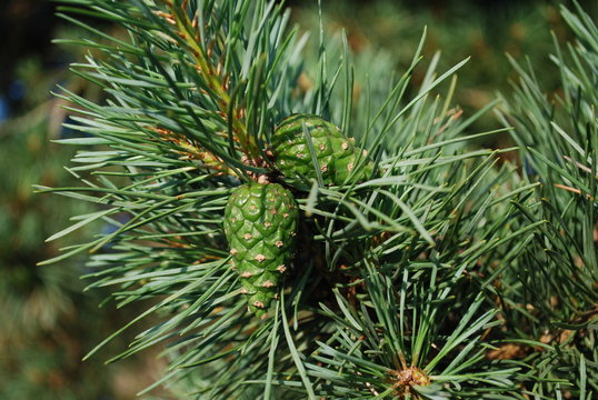 Green young cones on pine branch on sunny day.