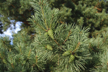 Green young cones on pine branch on sunny day.