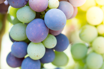 Weintrauben an Weinrebe, Chianti, Toskana